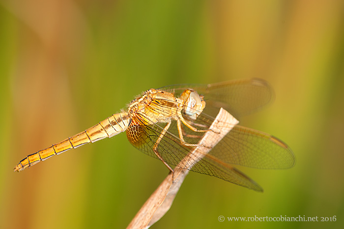Crocothemis erythraea, femmina